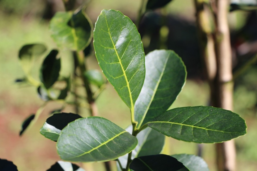 INYM: Aclaraciones respecto al informe de la UADE sobre desregulación y precios de la yerba mate