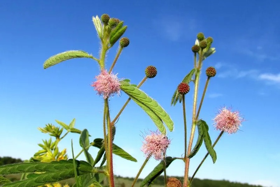 Hallan una nueva flor en el sur de Misiones: No tiene registro en Argentina