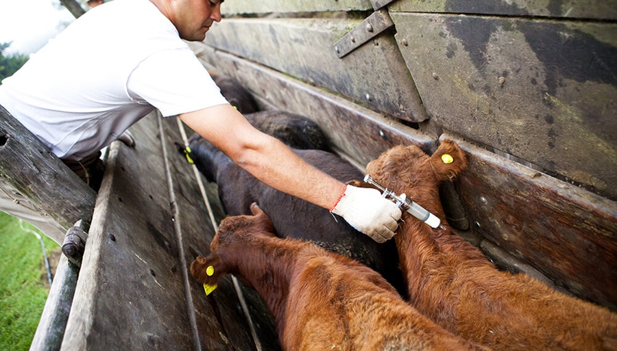 Preocupación ganadera: La Federación Agraria Argentina advirtió por la suba de precio de la vacuna antiaftosa