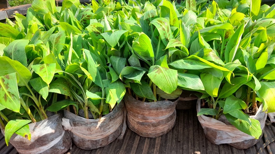 Plantines de banano de alta calidad genética para las chacras misioneras