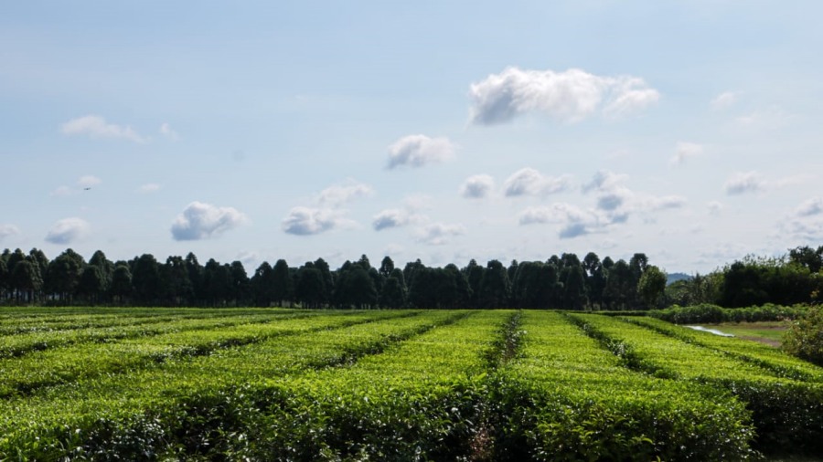 Hacia la II Cumbre de Agricultura Sostenible 2025: Misiones Orgánica, protagonista en Jornada Internacional