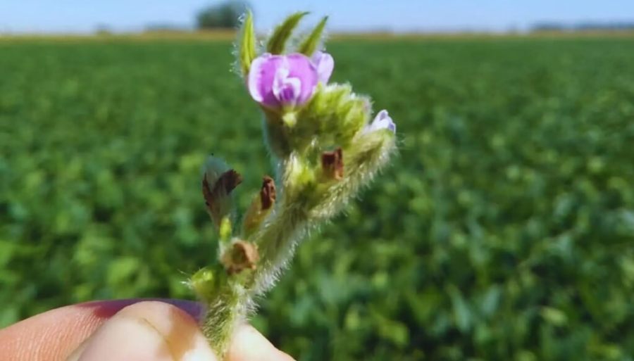 El poder de la polinización: Un estudio científico comprobó cómo las abejas elevan los rindes de la soja
