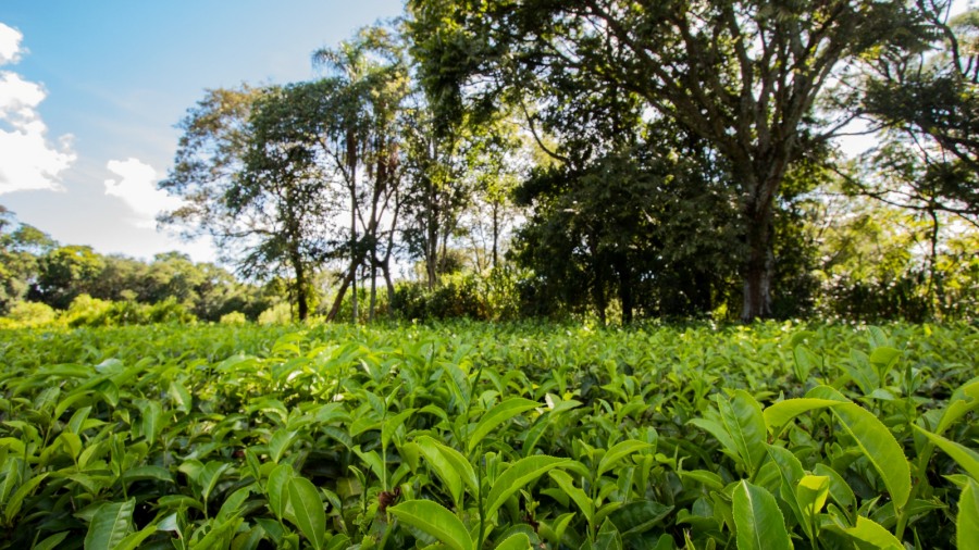 Misiones participará del evento “Cocina Abierta” en la Ciudad Autónoma de Buenos Aires
