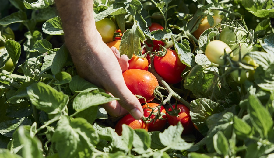 Yara se une a Expo Innova Cuyo: Llevando sus propuestas nutricionales para cultivos frutihortícolas