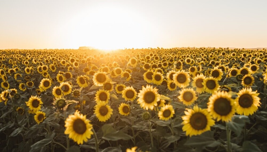 Maíz sobre girasol: Una rotación poco usual, pero que puede ser una alternativa para confiar