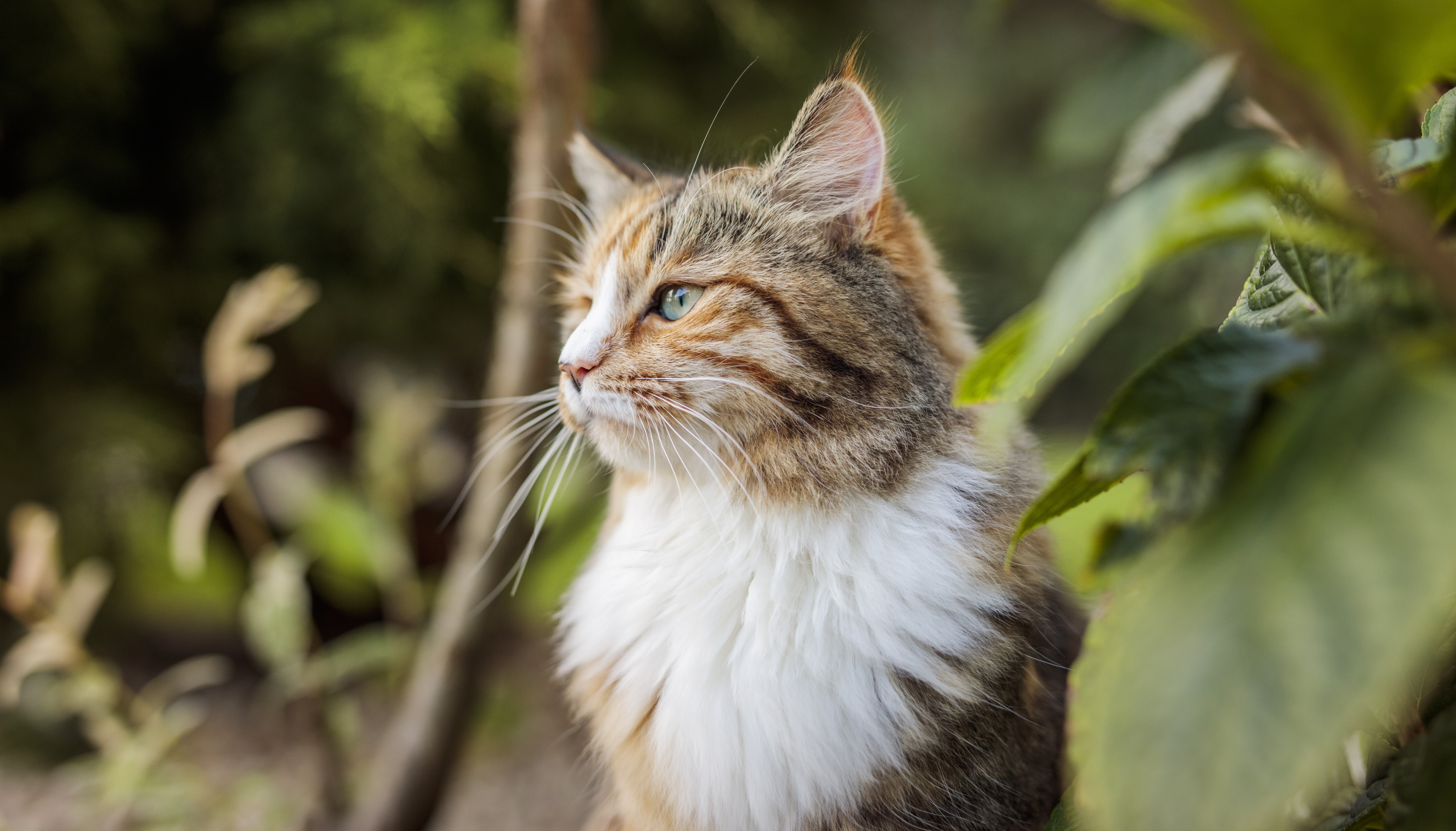 8 de Agosto: Día Internacional del Gato, lo que tenés que saber