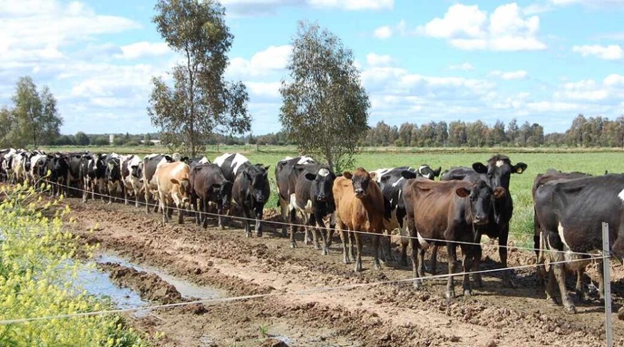 Investigadores de Australia desarrollan pastillas que reducen los eructos de las vacas