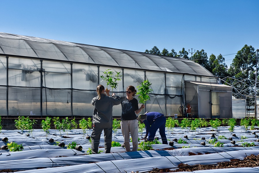 Se inicia una nueva etapa del cultivo de cannabis en la Biofábrica Misiones