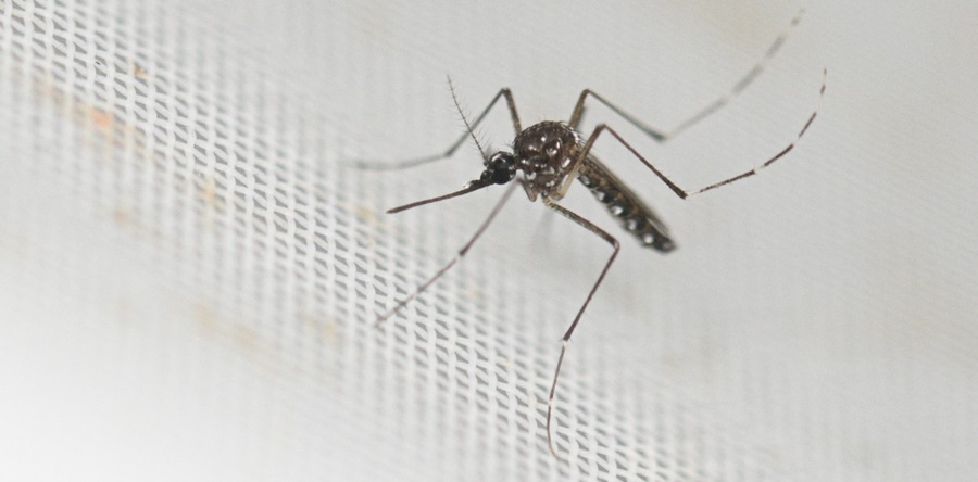 Fuerte suba en las cifras del Dengue: Reportan 52 mil nuevos casos y otras 32 muertes en sólo una semana, surge del último boletín del Ministerio de Salud de Nación