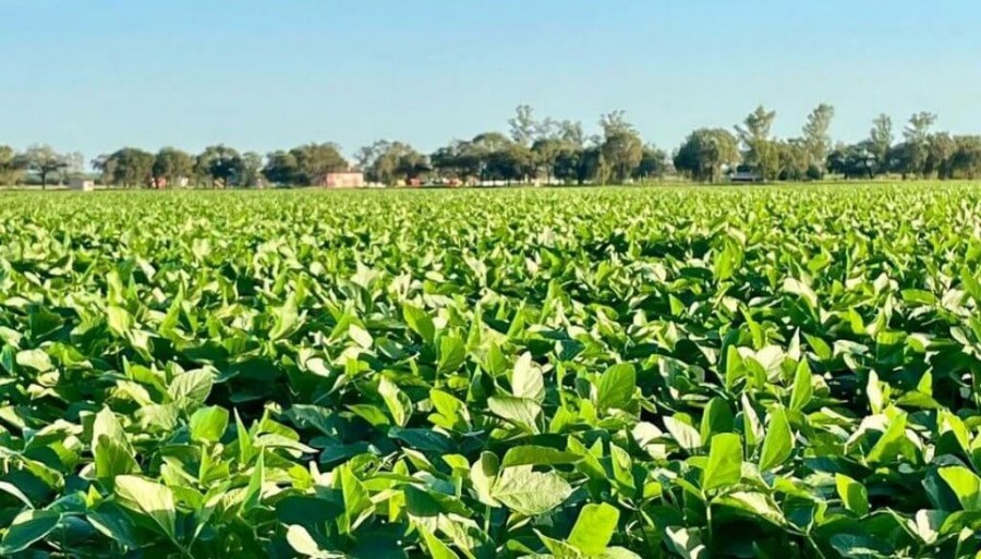 Proyectan una suba “histórica” en la siembra de soja: Sería la más grande en siete años
