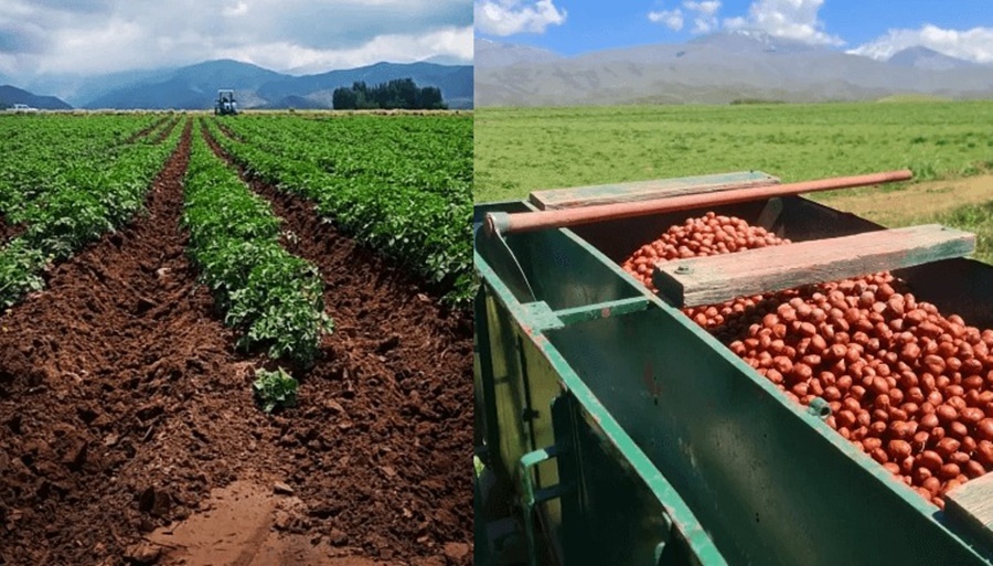 A 2.300 metros de altura, los papines andinos abren un surco productivo en la cordillera mendocina