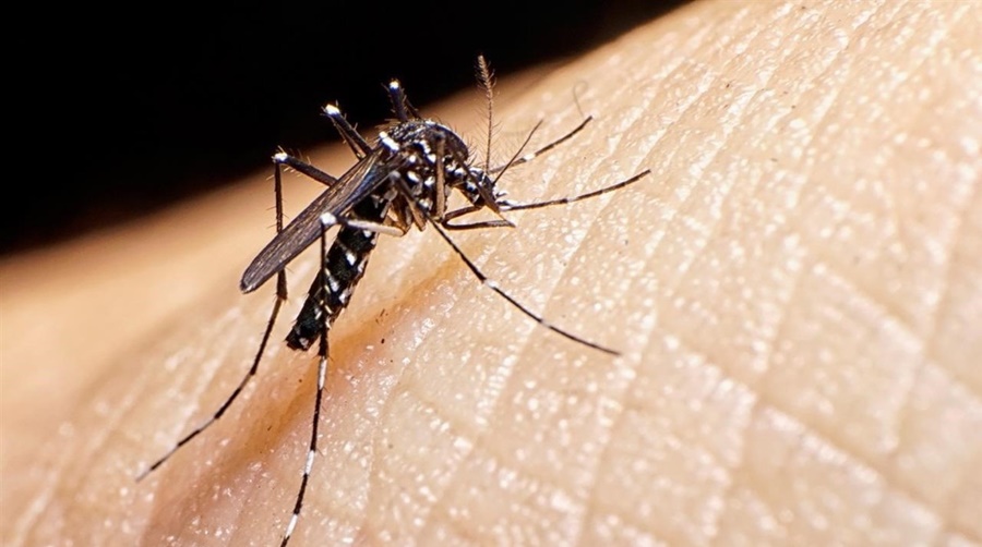 Ante síntomas compatibles con el Dengue, recuerdan concurrir a los CAPS o consultar con la Aplicación AlegraMed