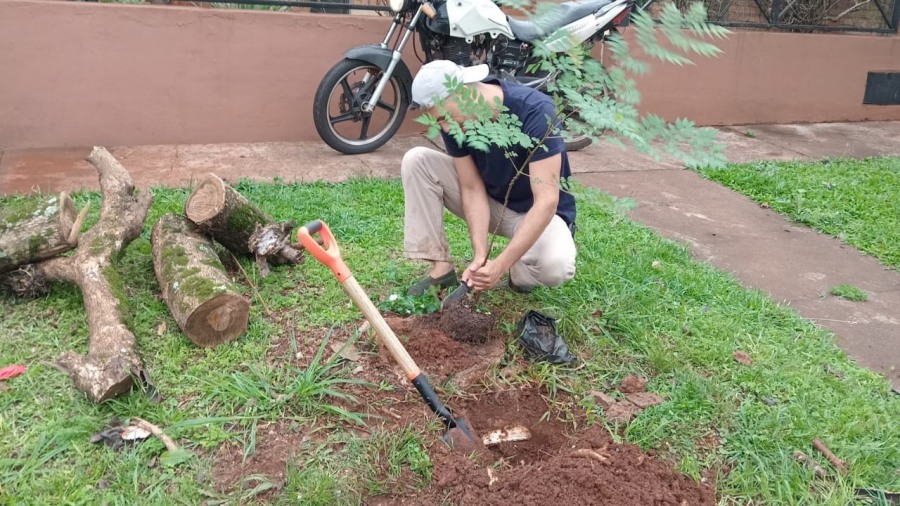 Misiones: El Municipio apostoleño continúa con el reemplazo programado de plantas en espacios públicos