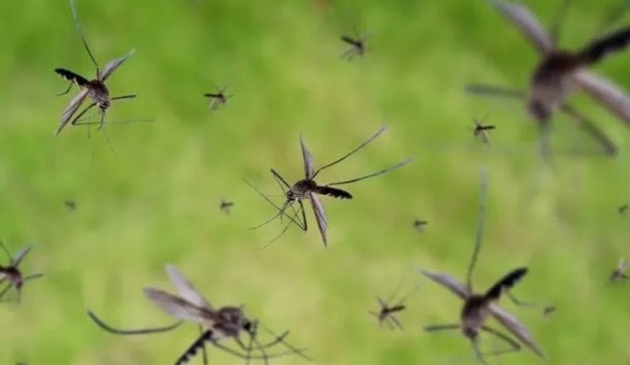 Invasión de mosquitos en el Área Metropolitana de Buenos Aires luego de las lluvias: Cómo hacer para eliminarlos