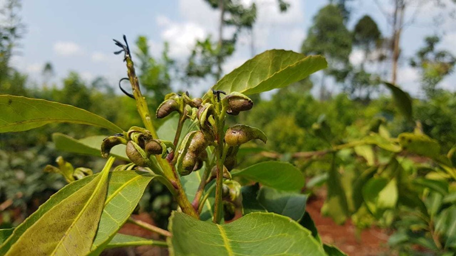¿Qué es el Rulo y qué medidas se recomiendan para evitar su aparición?
