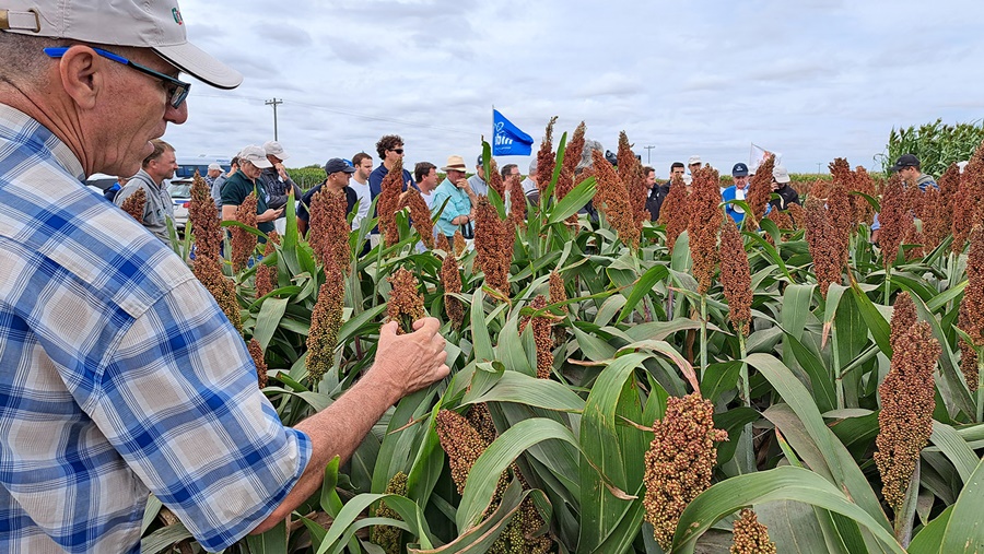 Maíz, girasol y una amplia variedad de sorgos tolerantes a pulgón amarillo, razones del crecimiento de RAGT Semillas