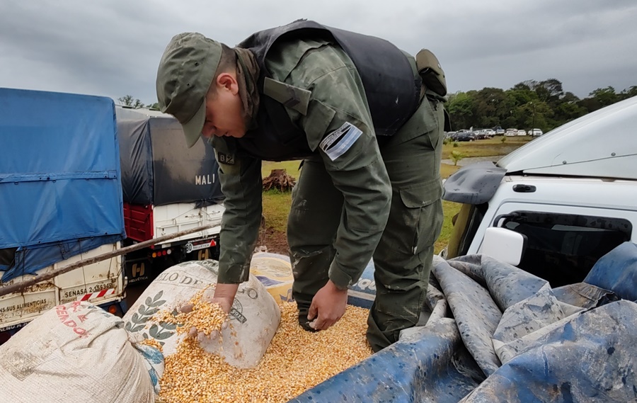 Misiones: Gendarmería Nacional, incautó catorce mil cuatrocientos treinta kilos de granos de maíz, sin documentación legal que avale la carga y su circulación
