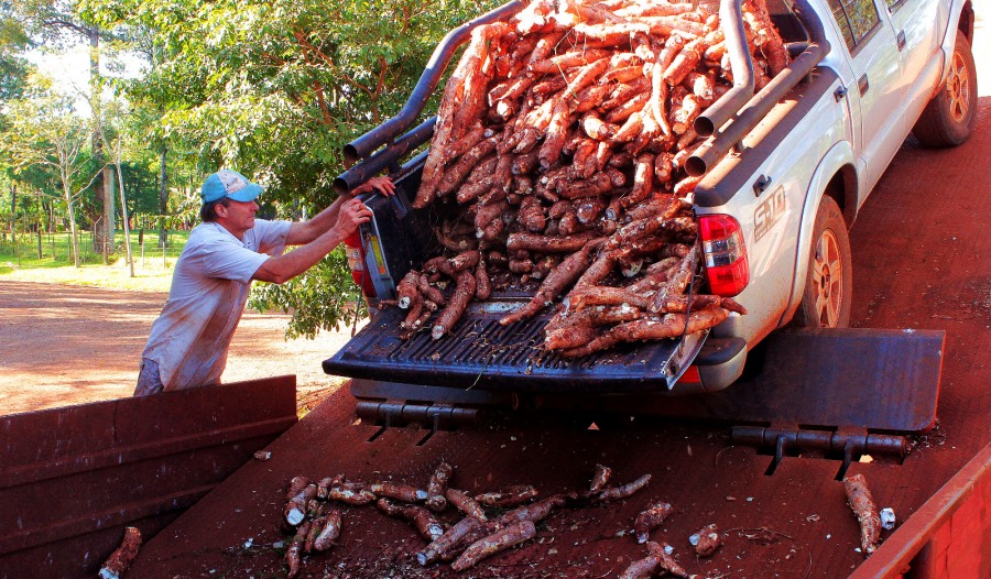 Líder: La provincia de Misiones se ha consolidado como la principal productora de mandioca en Argentina, sobresaliendo por su notable capacidad para satisfacer la creciente demanda de este cultivo