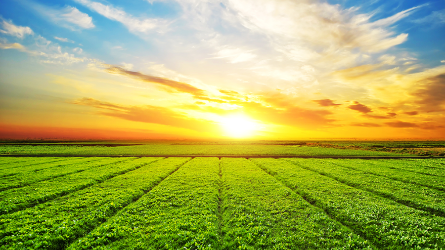 El mercado de alquileres agrícolas también enfrenta incertidumbre