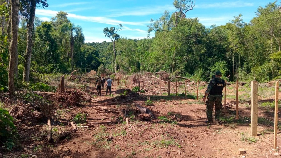 Misiones: Investigan un grave hecho de apeo ilegal de madera nativa en el Parque Provincial Piñalito