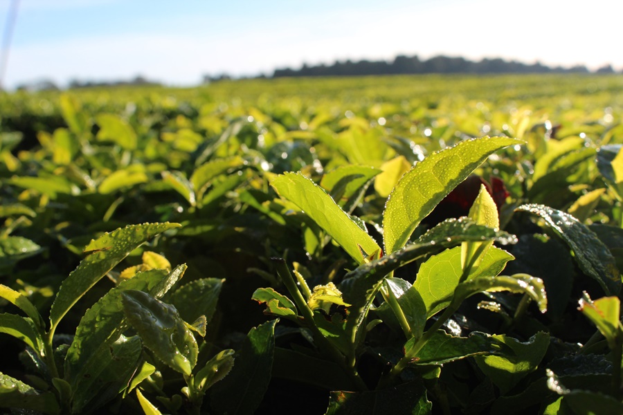 Misiones: A partir del 1° de Febrero se actualiza el precio del Té