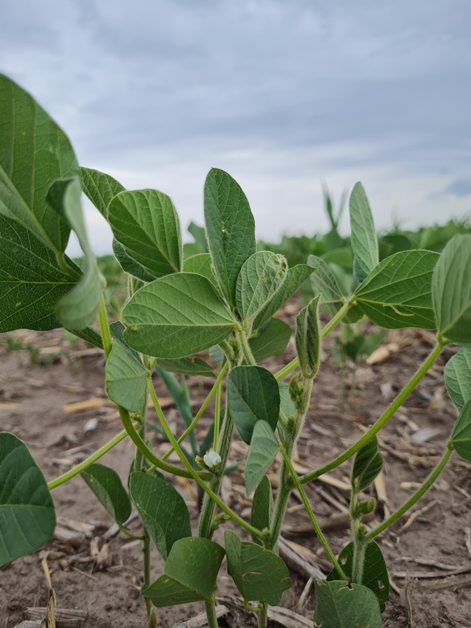 Ensayos muestran que la bioestimulación en el cultivo de soja permite aumentar hasta mas de 500 kilos/hectárea