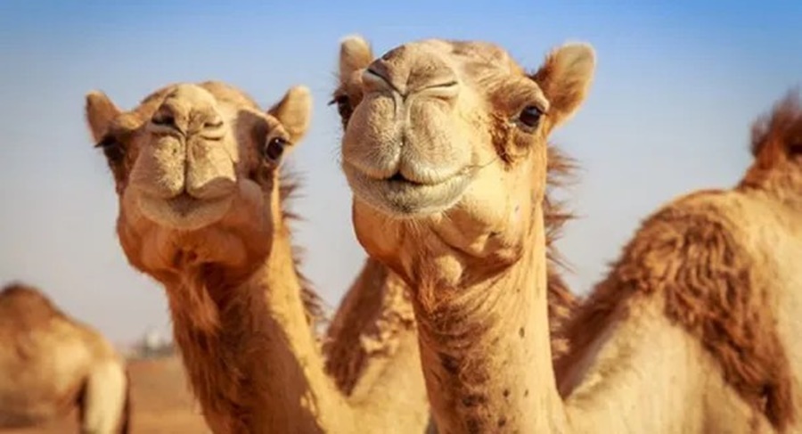 A menos de un mes del Mundial: Alerta por el virus del camello en Qatar