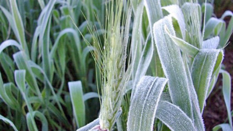 Heladas generalizadas sumaron una nueva preocupación al desarrollo del trigo