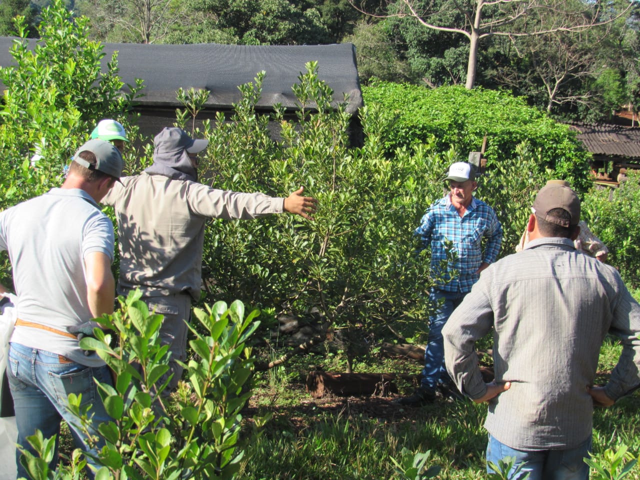 Cómo mejorar el suelo y la cosecha de yerba mate, en el Paraje La Semillera