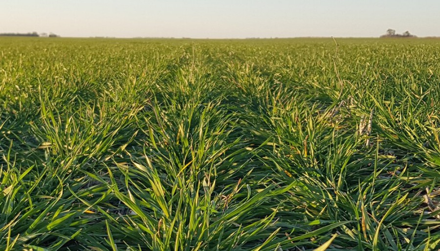 Advierten por una baja refertilización del trigo, que podría afectar la calidad de la cosecha