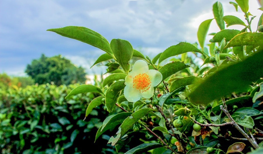 Misiones: Por resolución ministerial se actualizó el precio del brote de té, una medida que beneficia a los productores