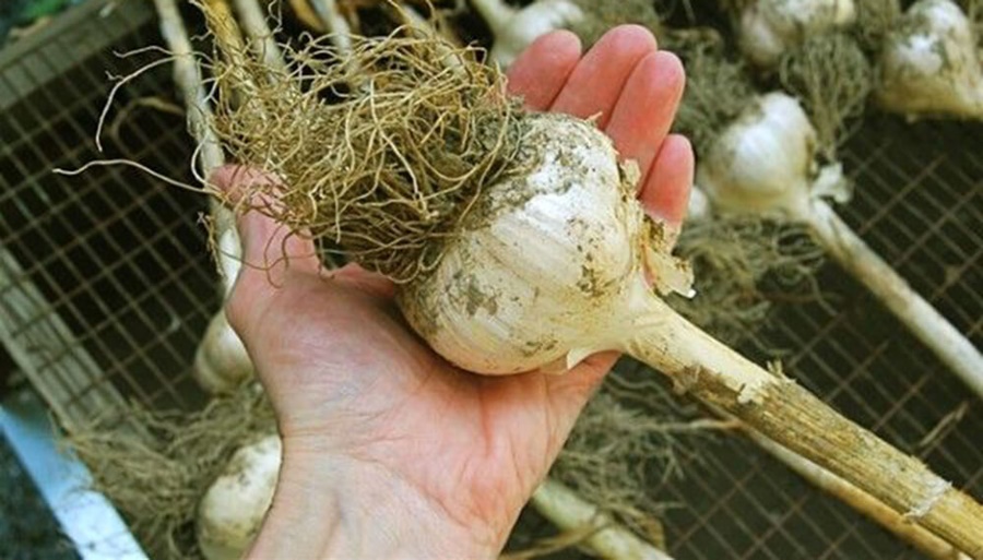 Con el ajo a la cabeza, la siembra de hortalizas de invierno aumentó 8,4% en Mendoza