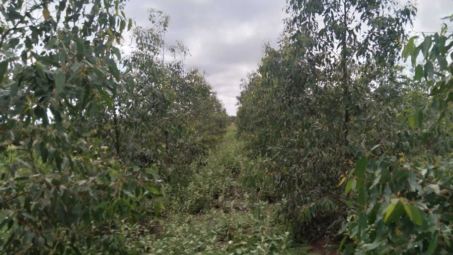 En Santiago de Estero, los eucaliptos y la caña de azúcar agregan valor y cuidan el ambiente