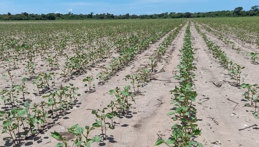 Por la sequía, una provincia de peso en la producción de soja perdió más de un millón de hectáreas
