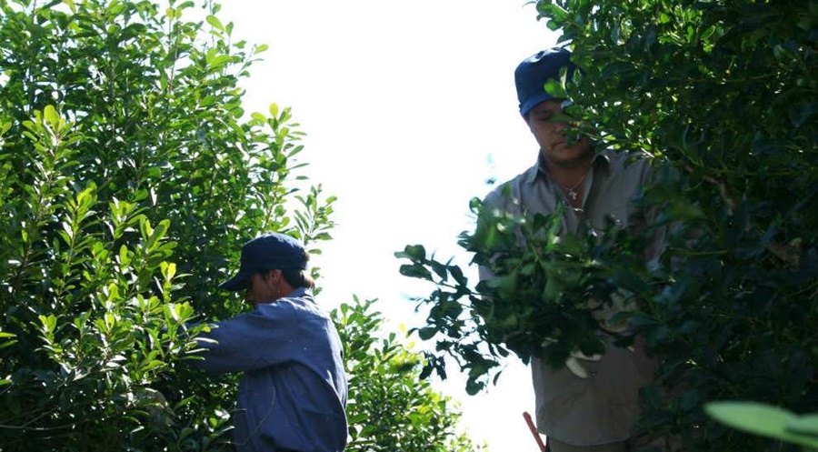 Programa Intercosecha: Desde este jueves se abonará la tercera cuota