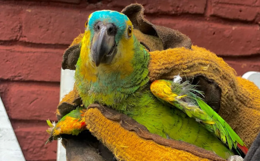 Avanza el Proyecto de Ley para la creación del primer Juzgado de Protección Animal de la provincia de Misiones