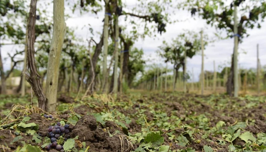 El clima no da tregua: En solo 7 minutos, una fuerte granizada destruyó viñedos y frutales en Mendoza