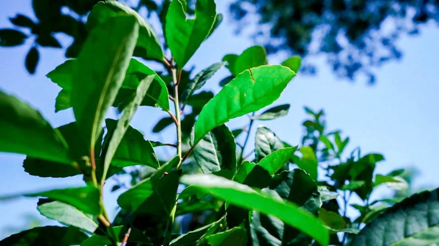 Jornadas Tecnológicas de la Yerba Mate en Apóstoles, promueven la producción orgánica para una yerba mate más rentable y sostenible
