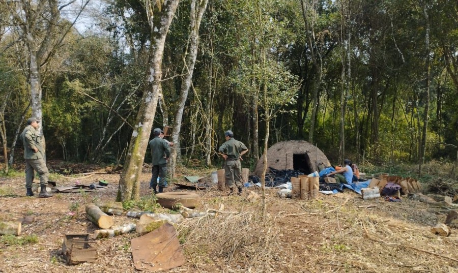 Misiones: frenan apeo ilegal de especies nativas en el Municipio de Caraguatay