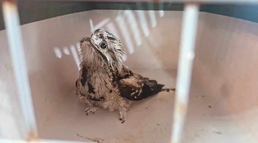 Fauna Misionera: Policías rescataron a animales y aves que se encontraban fuera de sus hábitats