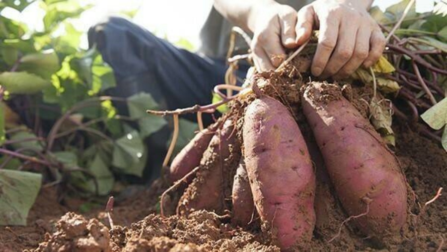 Productores misioneros destacan el gran potencial de la batata en las Ferias Francas