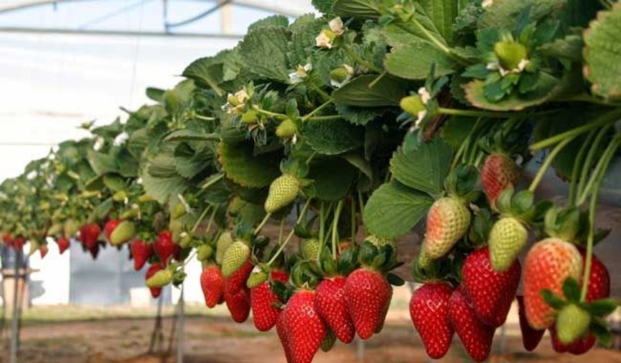 La Biofábrica inicia la cosecha de siete mil kilos de frutilla semihidropónica en el Municipio misionero de San Vicente
