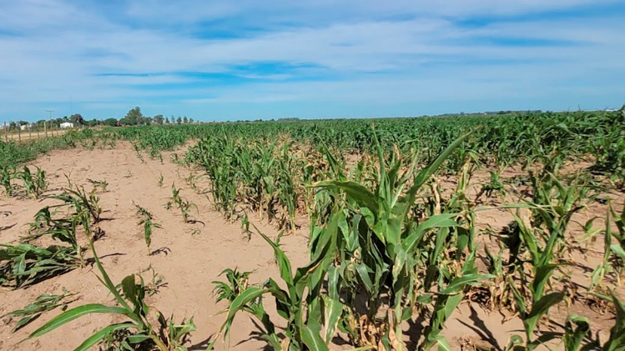 La agricultura argentina debe comenzar a adaptarse a un cambio estructural del régimen pluvial