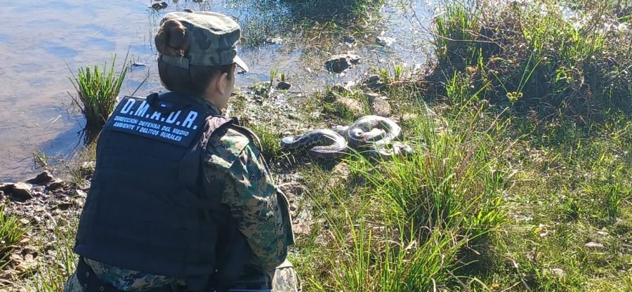 Candelaria: Liberaron una boa curiyú de 3 metros y 7 kilos rescatada por la Policía Ambiental