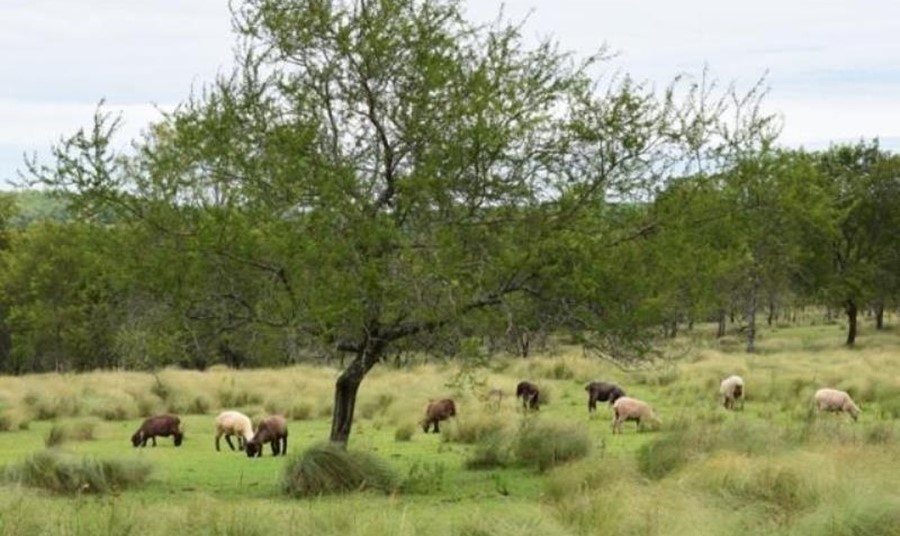 El tiempo en Misiones para los días; miércoles, jueves y viernes: Continúa el dominio de una masa de aire frío y seco, se anticipa ambiente estable y soleado en la provincia