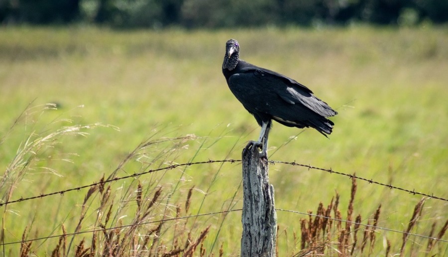 Misiones se suma al Big Day 2024: Se trata del evento global de observación de aves más grande del mundo