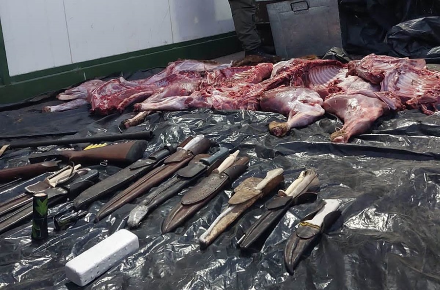 Secuestran armas y 120 kilos de carne producto de la caza en coto no habilitado, además tres equipos de comunicación de alta frecuencia