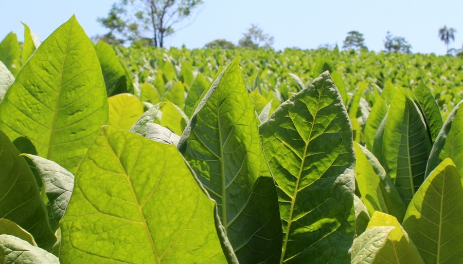 Anuncian un nuevo pago del Fondo Especial del Tabaco para productores misioneros
