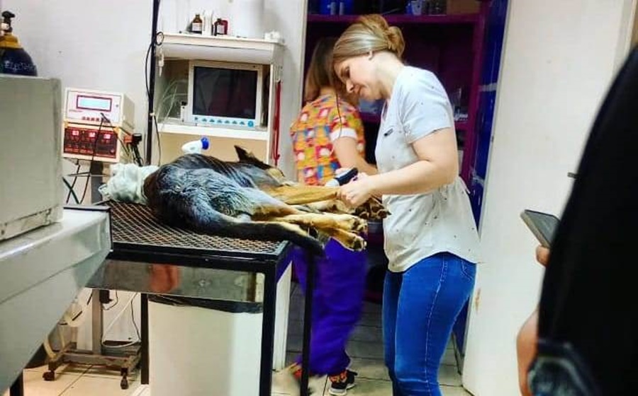 Agentes de la Policía de Misiones rescataron a un perro que fue arrojado en un contenedor de basura, permanecerá en la dependencia policial hasta que se pueda encontrar un hogar apropiado para él