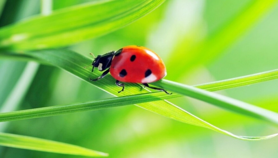 Manejo de plagas: Los cultivos de servicios son la “casa perfecta” para los insectos benéficos